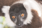 Lemur Conservation Network